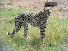 India will not fence cheetah habitats: Govt panel chief