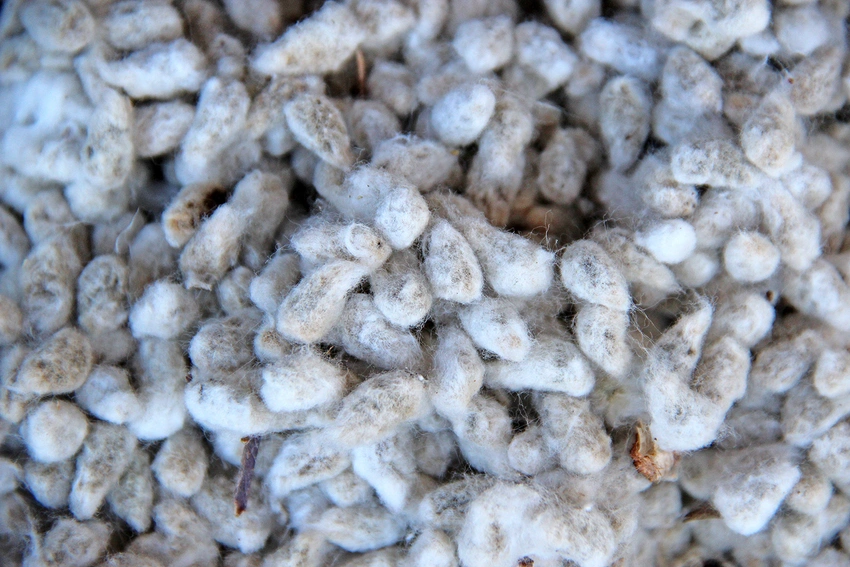 Cotton Seed Oil Cake Wholesale Supplier in Khargone Madhya Pradesh   Harman Cottex  Seeds Pvtltd