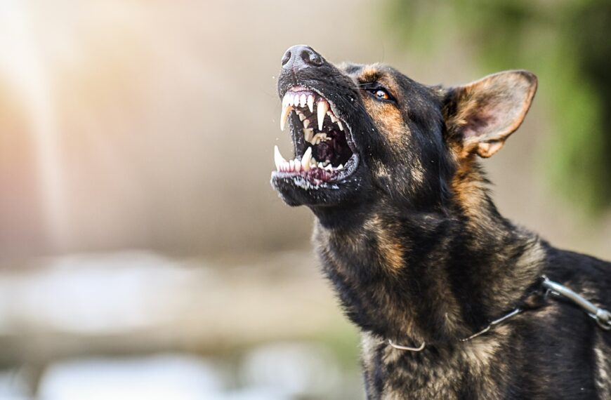 Rabies Awareness: Understanding the Fatal Nature of the Virus