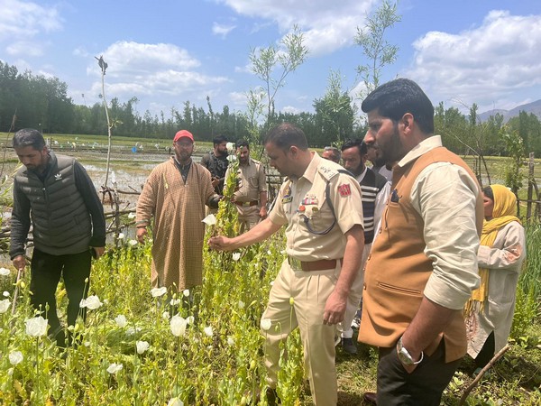 J&K Police launches special drive against illegal poppy cultivation