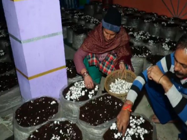 J&K: Farmers reap success from mushroom cultivation, generate over Rs 3.15 cr in Udhampur