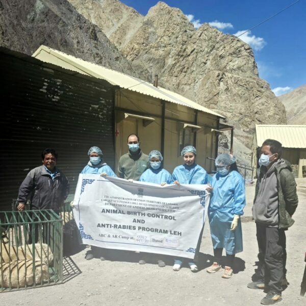 246 Stray Dogs Sterilized and Vaccinated in Kayray Camp