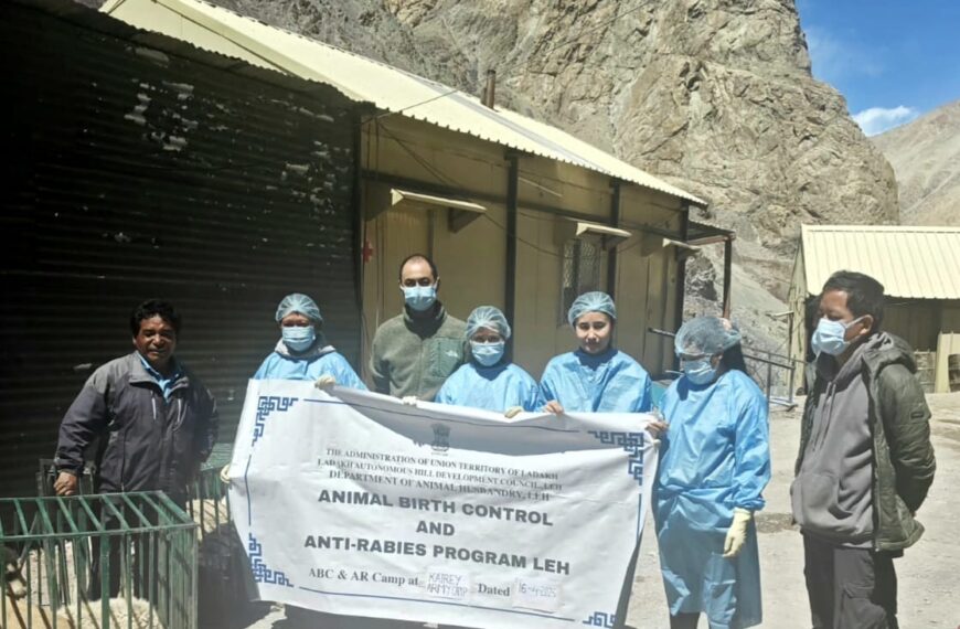 246 Stray Dogs Sterilized and Vaccinated in Kayray Camp