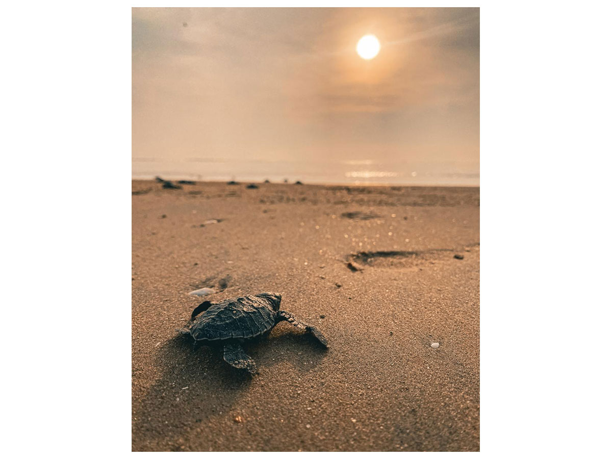 Olive Ridley turtle hatchlings. (Photo/Tamil Nadu Forest Department)