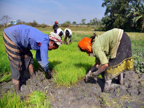 Farmers working in fields (ANI/ File Photo) 