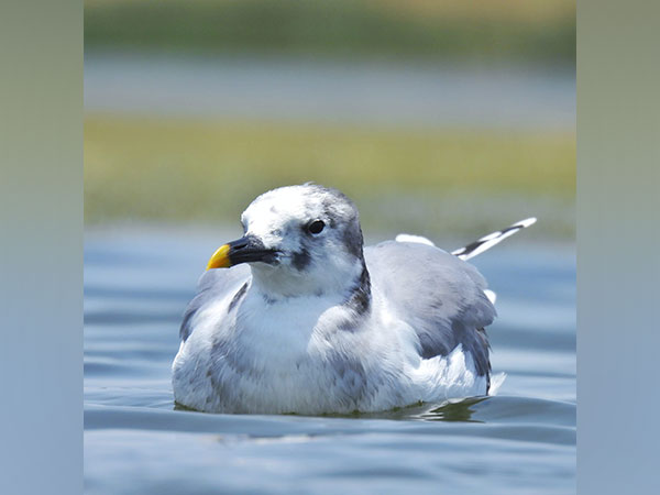 Rare Arctic bird Sabine’s Gull makes rare appearance in Nalsarova (Photo/ANI) 