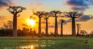 5 Sectors to Invest in Madagascar